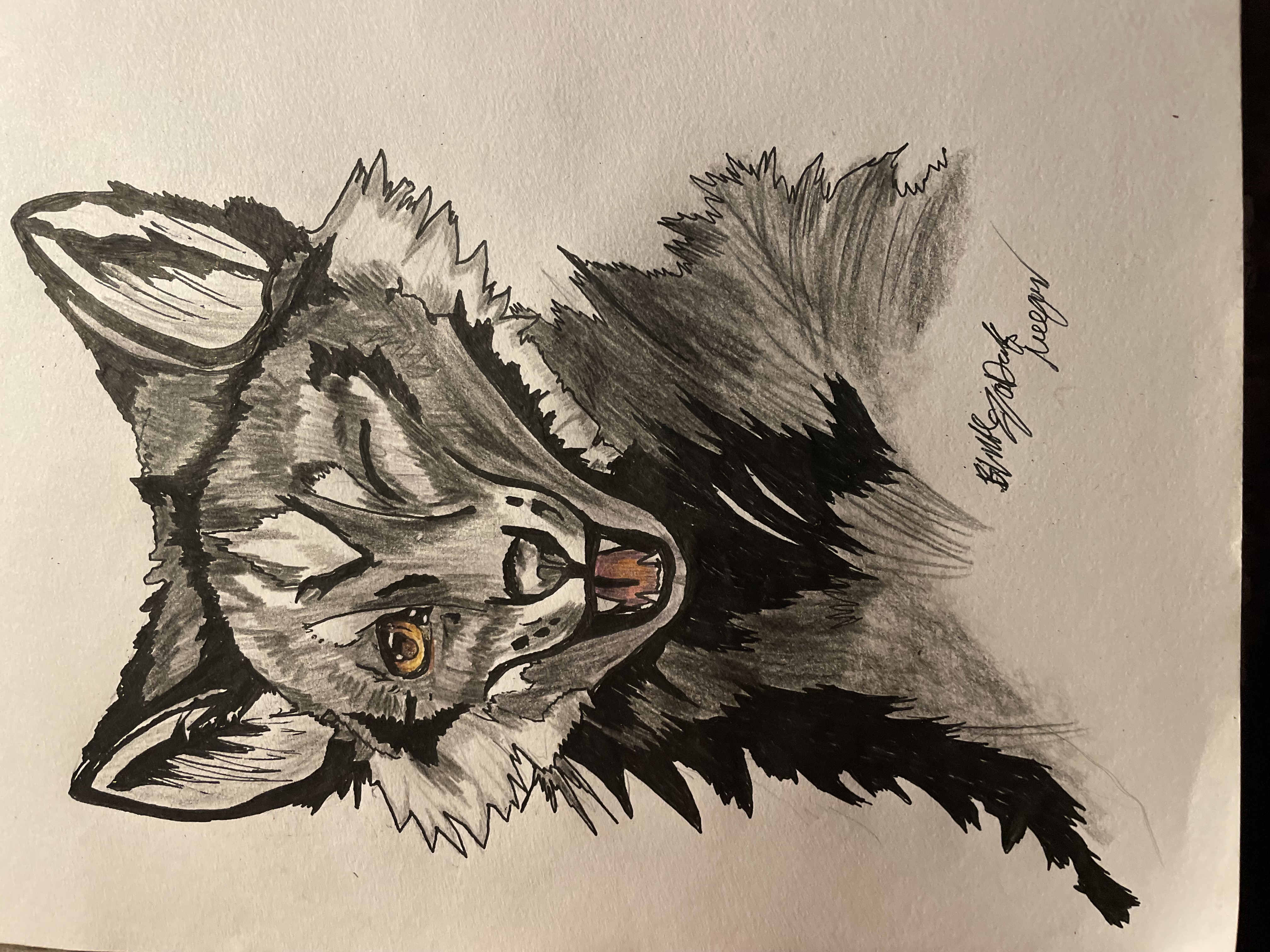 winking fox